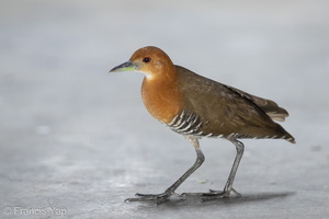 Slaty-legged Crake-181229-117EOS1D-F1X27664-W.jpg