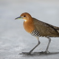 Slaty-legged_Crake-181229-117EOS1D-F1X27664-W.jpg