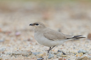 Small Pratincole-121206-104EOS1D-FY1X3841-W
