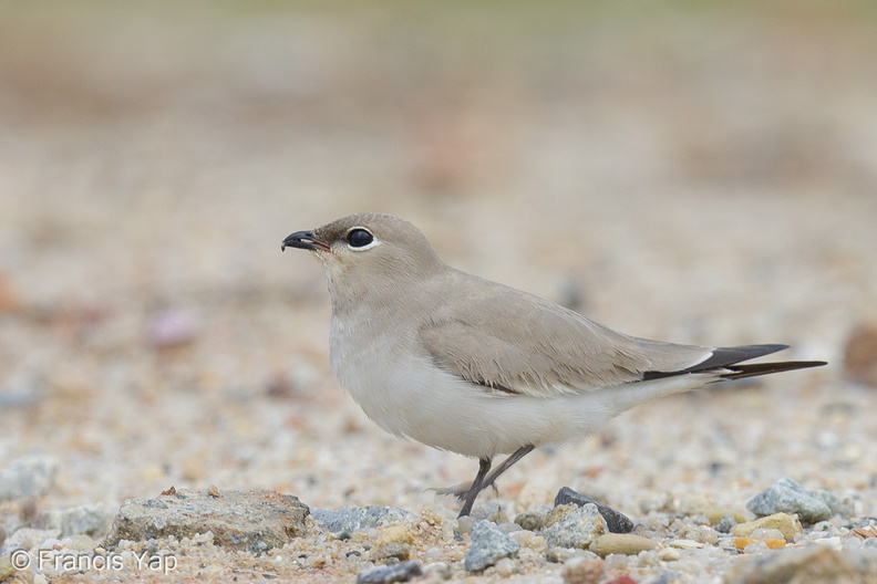 Small_Pratincole-121206-104EOS1D-FY1X3841-W.jpg
