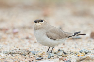 Small Pratincole-121206-104EOS1D-FY1X3846-W.jpg