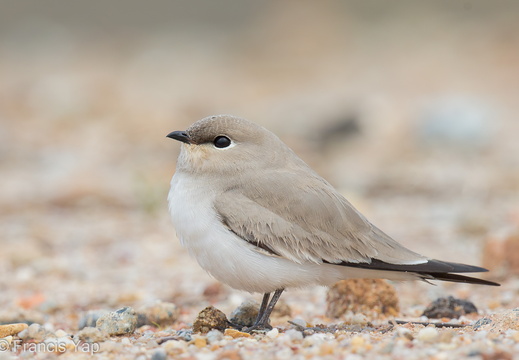 Small Pratincole