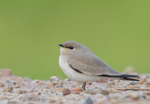 Small Pratincole - display this album Small Pratincole