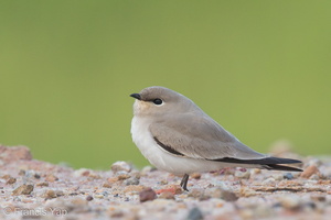 Small Pratincole-121206-104EOS1D-FY1X4311-W.jpg