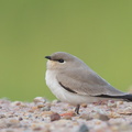 Small_Pratincole-121206-104EOS1D-FY1X4311-W.jpg