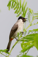 Sooty-headed Bulbul-101128-104EOS7D-IMG_5451-W.jpg