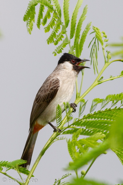 Sooty-headed_Bulbul-101128-104EOS7D-IMG_5451-W.jpg