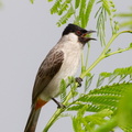 Sooty-headed_Bulbul-101128-104EOS7D-IMG_5451-W.jpg