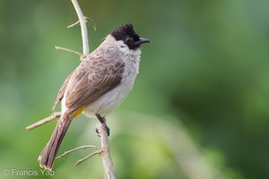 Sooty-headed Bulbul-110116-105EOS7D-IMG_7705-W.jpg