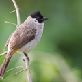 Sooty-headed_Bulbul-110116-105EOS7D-IMG_7705-W.jpg