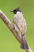 Sooty-headed Bulbul-120624-111EOS1D-FYAP9363-W.jpg