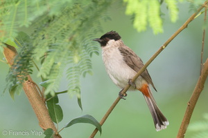 Sooty-headed Bulbul-220305-141MSDCF-FRY09417-W.jpg