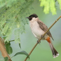 Sooty-headed_Bulbul-220305-141MSDCF-FRY09417-W.jpg