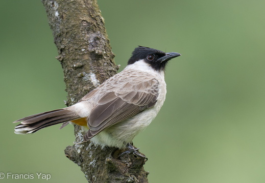 Sooty-headed Bulbul