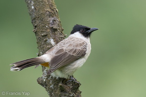 Sooty-headed Bulbul-221231-161MSDCF-FYP08711-W.jpg