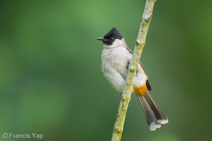 Sooty-headed Bulbul-251201-138FRYAP-FYA07639-W.jpg
