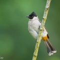 Sooty-headed_Bulbul-251201-138FRYAP-FYA07639-W.jpg
