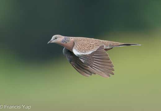 Spotted Dove - display this album Spotted Dove