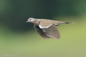 Spotted Dove-200829-116MSDCF-FYP08191-W.jpg