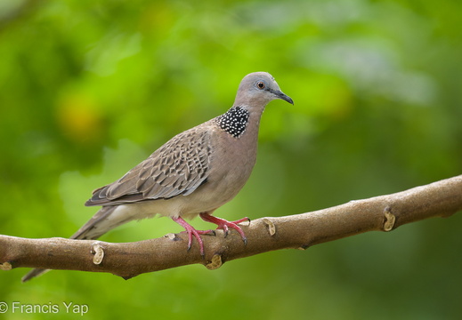 Spotted Dove