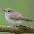 Spotted_Flycatcher-211017-123MSDCF-FRY09436-W.jpg