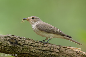 Spotted Flycatcher-211018-124MSDCF-FRY01540-W.jpg