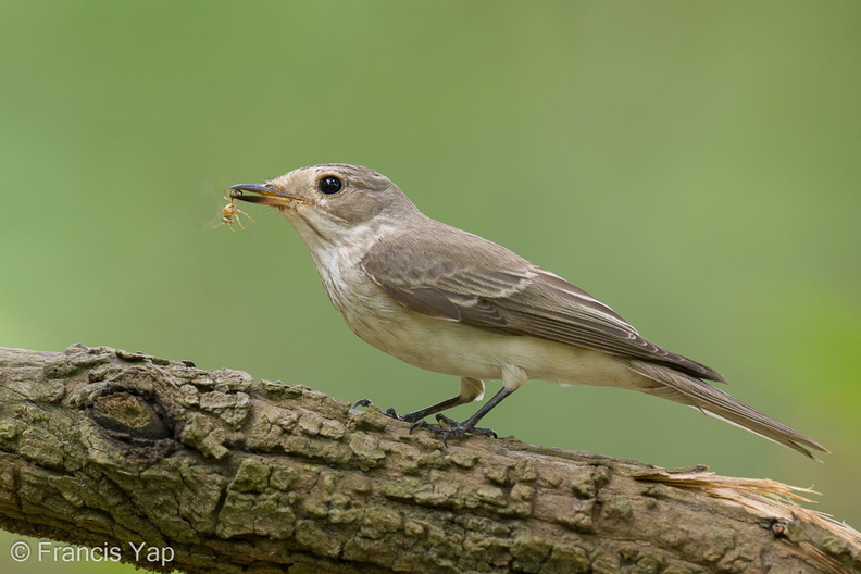 Spotted_Flycatcher-211018-124MSDCF-FRY01540-W.jpg