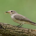 Spotted_Flycatcher-211018-124MSDCF-FRY01540-W.jpg