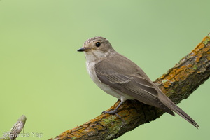 Spotted Flycatcher-211018-124MSDCF-FRY02168-W.jpg