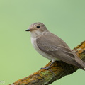 Spotted_Flycatcher-211018-124MSDCF-FRY02168-W.jpg