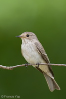 Spotted Flycatcher-211018-124MSDCF-FRY02438-W.jpg