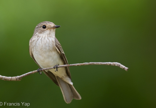 Spotted Flycatcher