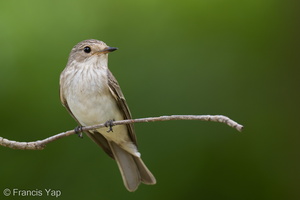 Spotted Flycatcher-211018-124MSDCF-FRY02767-W.jpg