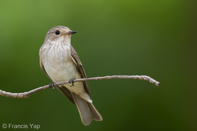 Spotted_Flycatcher-211018-124MSDCF-FRY02767-W.jpg