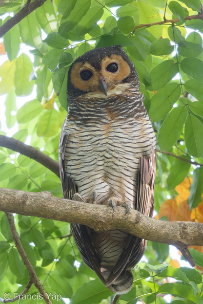 Spotted_Wood_Owl-190805-119ND500-FYP_0753-W.jpg