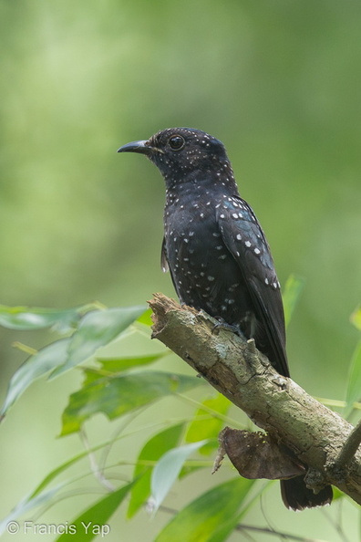 Square-tailed_Drongo-Cuckoo-131006-110EOS1D-FY1X5129-W.jpg