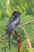 Square-tailed Drongo-Cuckoo-150115-120EOS1D-FY1X0663-W.jpg