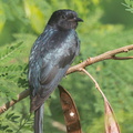 Square-tailed_Drongo-Cuckoo-150115-120EOS1D-FY1X0663-W.jpg