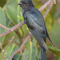 Square-tailed_Drongo-Cuckoo-160706-101EOS1D-F1X29004-W.jpg