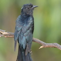 Square-tailed_Drongo-Cuckoo-160728-102EOS1D-F1X25563-W.jpg