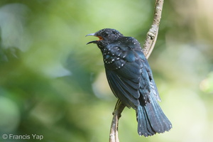 Square-tailed Drongo-Cuckoo-180630-110ND500-FYP_1665-W.jpg