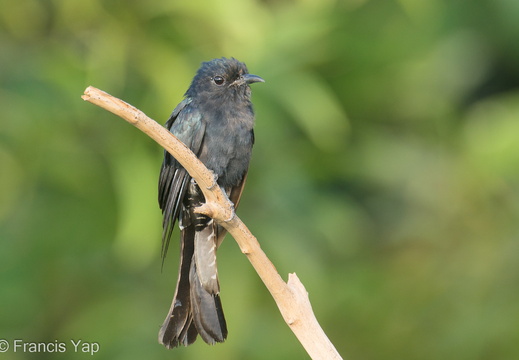 Square-tailed Drongo-Cuckoo