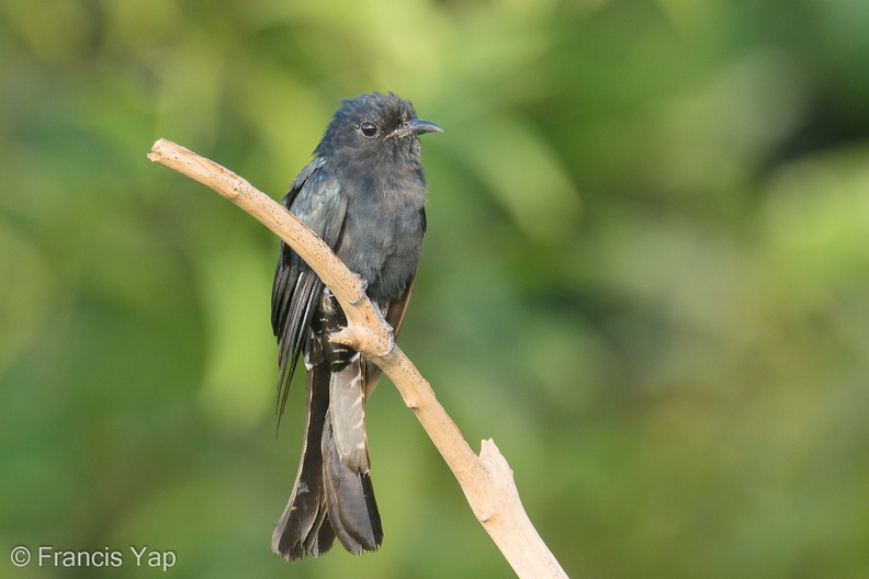 Square-tailed_Drongo-Cuckoo-200821-116MSDCF-FYP04497-W.jpg