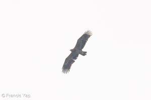 Steppe Eagle-251102-130FRYAP-FYA01145-W.jpg