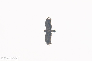 Steppe Eagle-251102-130FRYAP-FYA01157-W.jpg