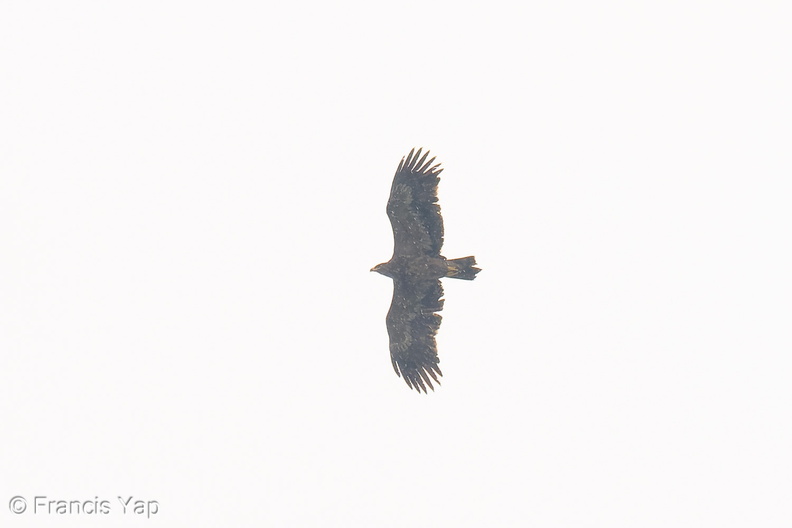 Steppe_Eagle-251102-130FRYAP-FYA01157-W.jpg