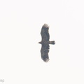Steppe_Eagle-251102-130FRYAP-FYA01157-W.jpg