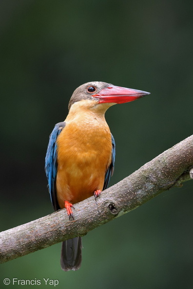 Stork-billed_Kingfisher-200928-101CANON-FY5R6858-W.jpg