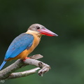 Stork-billed_Kingfisher-200928-101CANON-FY5R8525-W.jpg