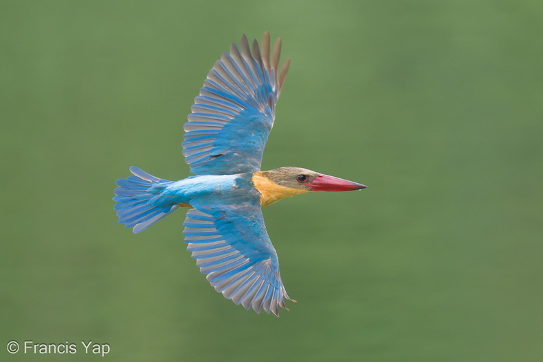 Stork-billed_Kingfisher-230205-166MSDCF-FYP01428-W.jpg